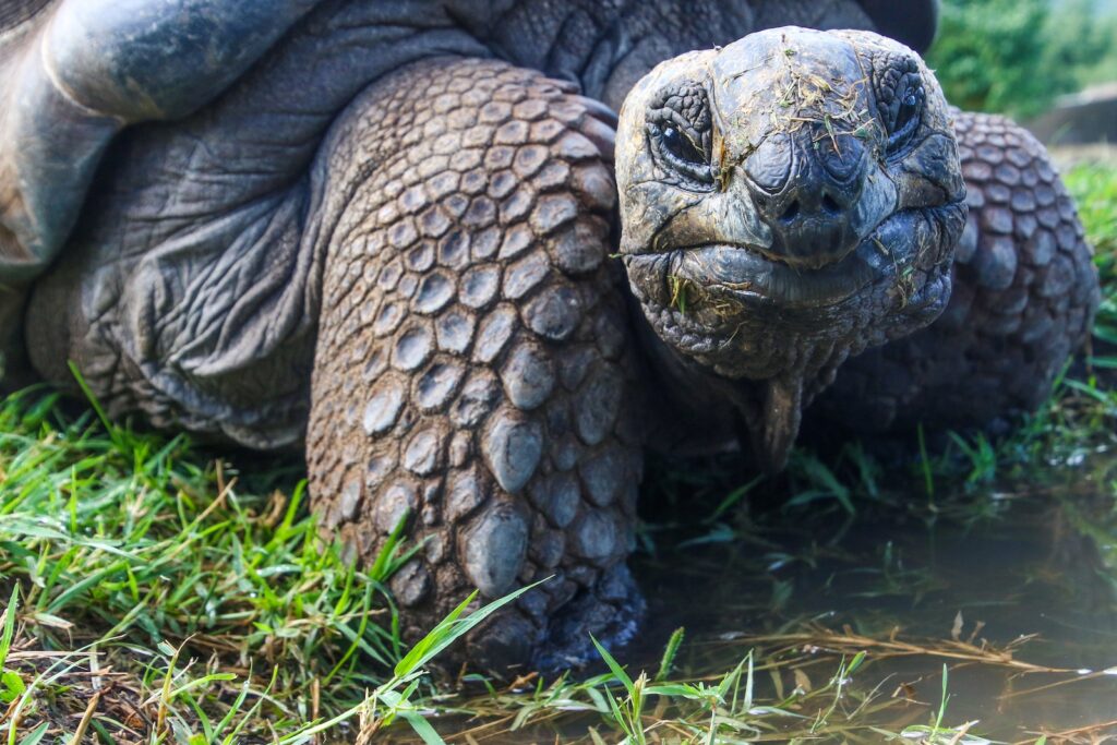 How Long Do Tortoises Live?