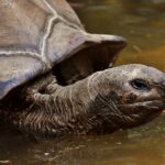 giant tortoises, animals, water