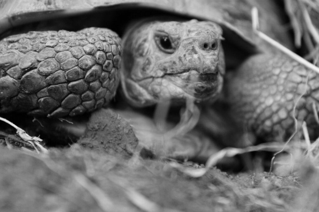 tortoise, four toes-tortoise, reptile
