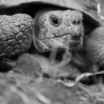 tortoise, four toes-tortoise, reptile