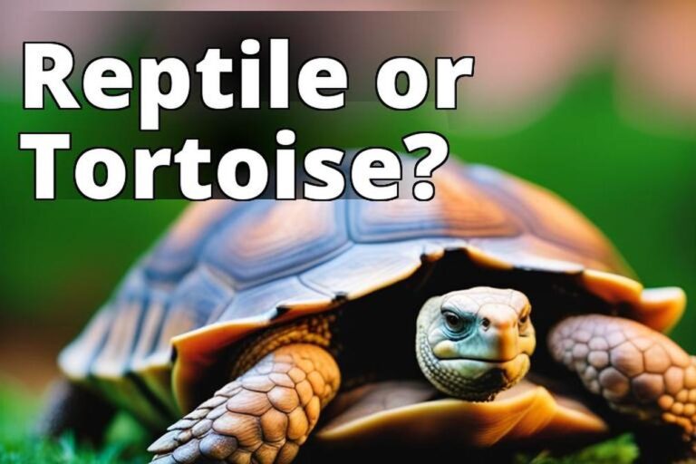 The featured image for this article could be a high-quality photograph of a tortoise or a reptile