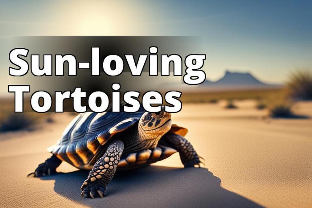 The featured image should be a high-quality photograph of a tortoise basking in the sun with its leg