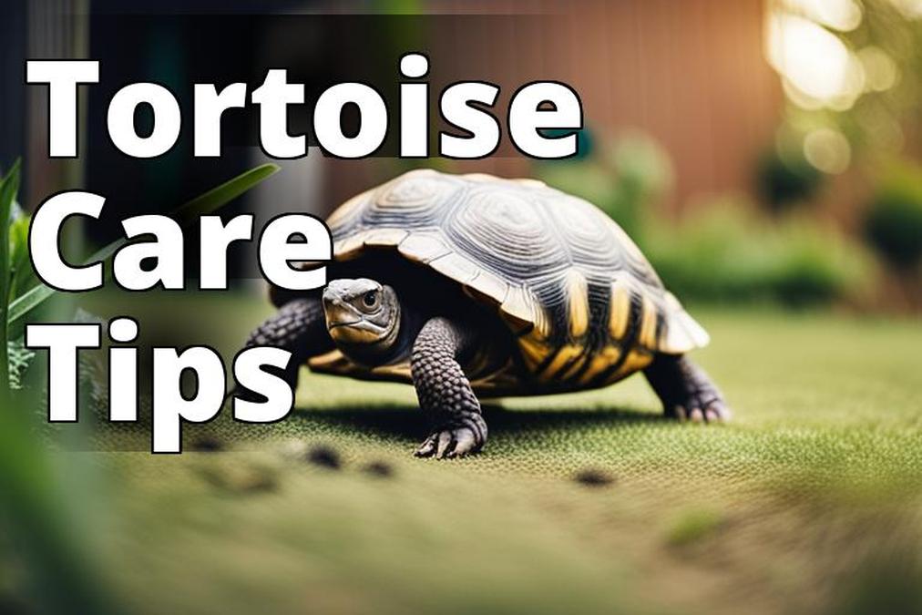 10 Ways to Ensure Your Home and Garden are Tortoise Friendly