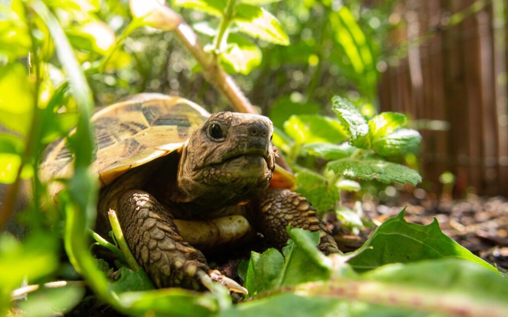 brown and black turtle on green leaves