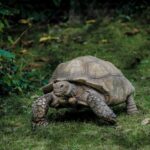 gray tortoise walking on green grass field
