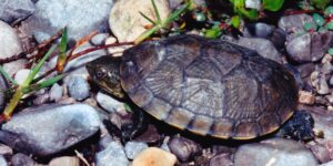 File:Kinosternon integrum, Mexican Mud Turtle, Tamaulipas.jpg - a turtle is sitting on the ground