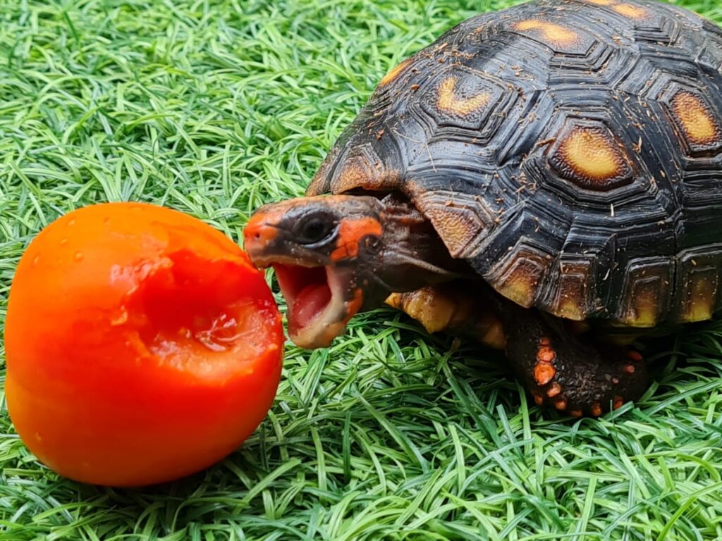 Tortoises and Tomatoes 2