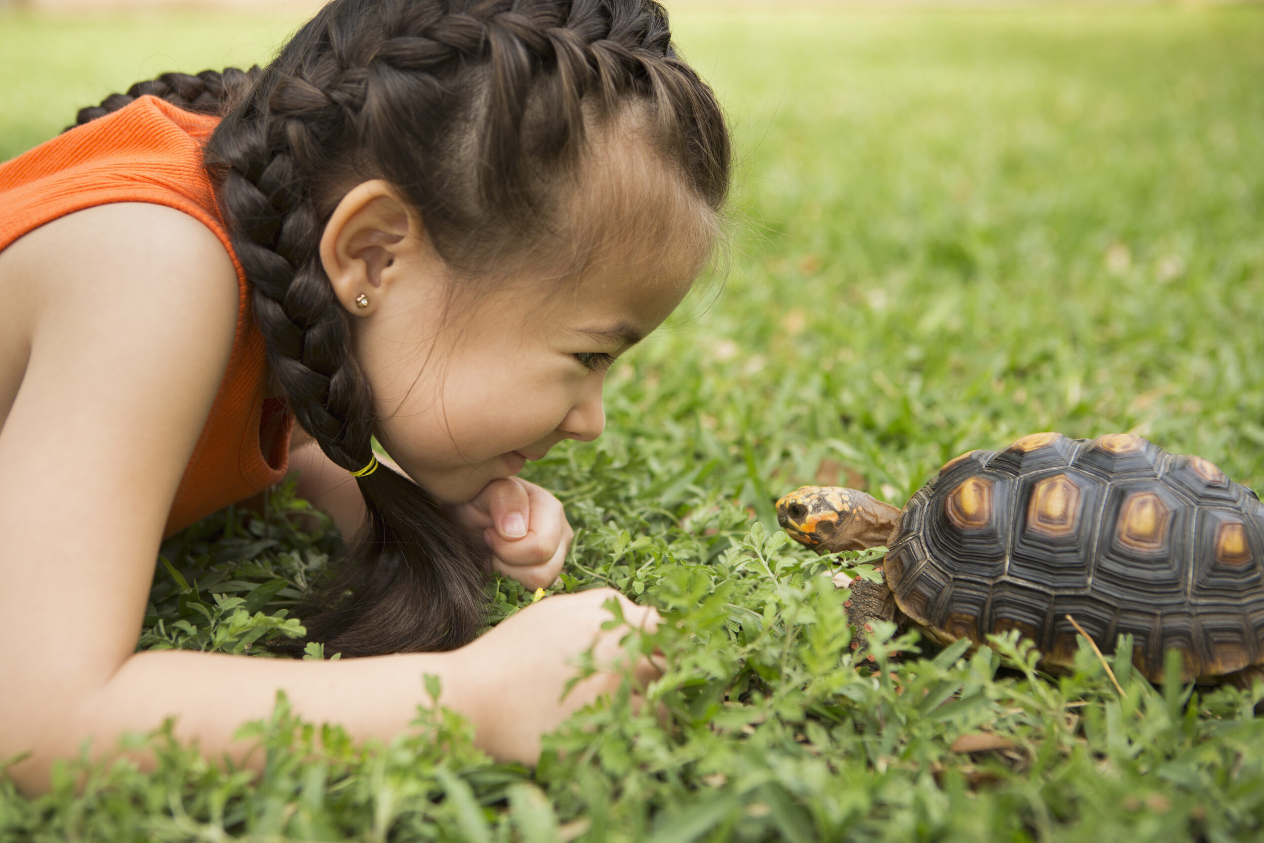 Understanding Tortoise Affection: Building a Bond with Your Shelled Companion