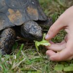 feeding-a-tortoise-2022-11-11-06-22-18-utc