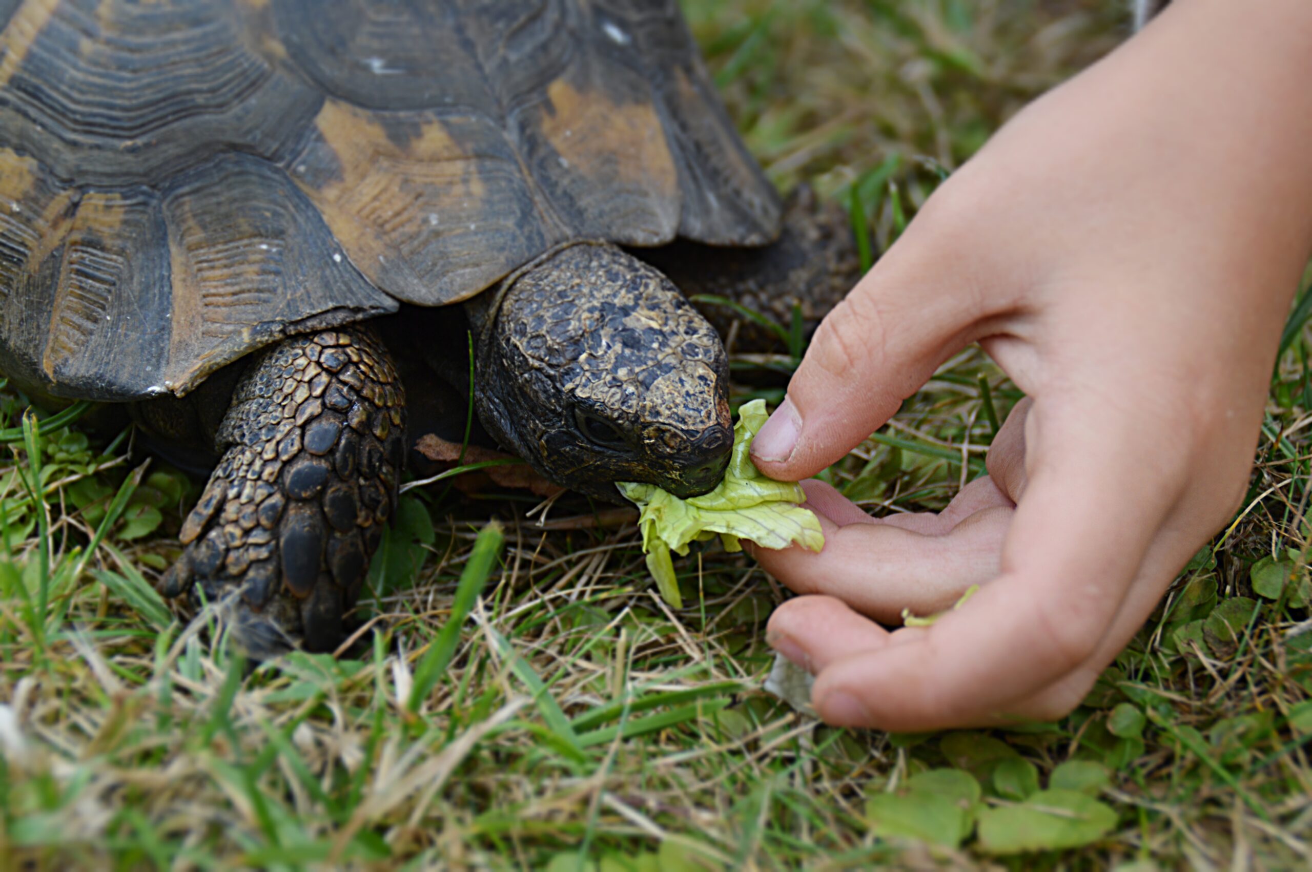 Can a Tortoise Eat Celery?