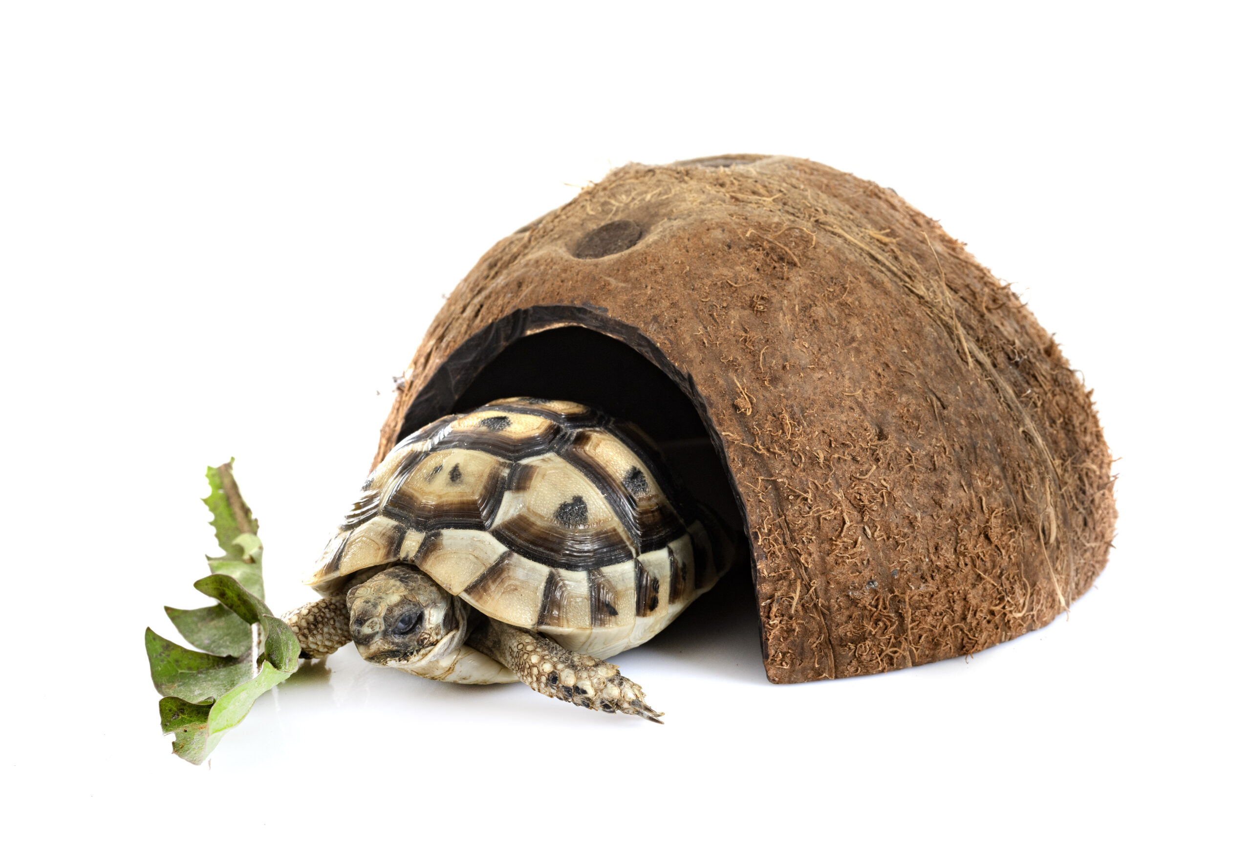 Greek tortoise in studio