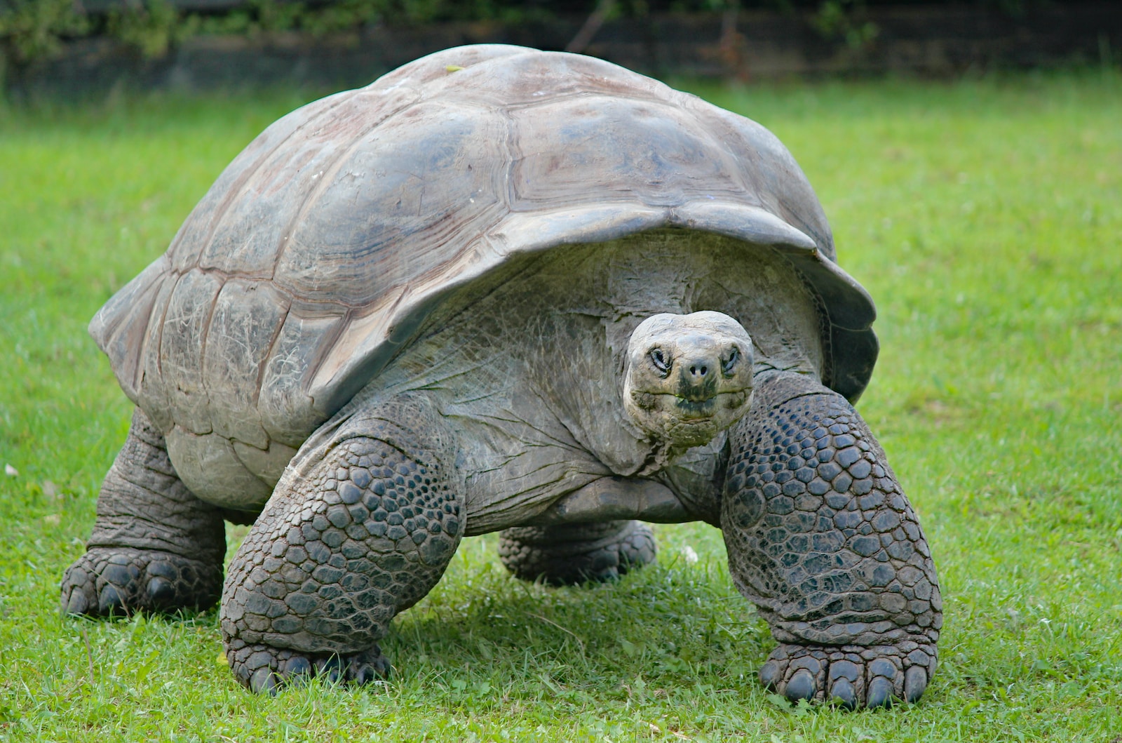 Preserving the Galápagos Giant: A Comprehensive Guide to the Galápagos Tortoise